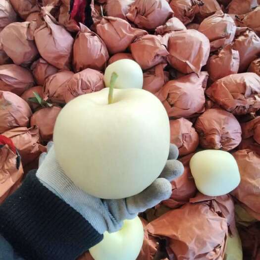 辽南精品黄元帅苹果
