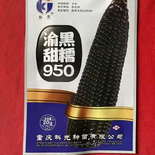 衡阳县渝黑甜糯950玉米种子国审黑玉米种子甜糯黑950高产玉米种子