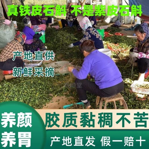 保山10年生浙江纯种铁皮石斛胶质浓稠拉丝基地直发无中间商