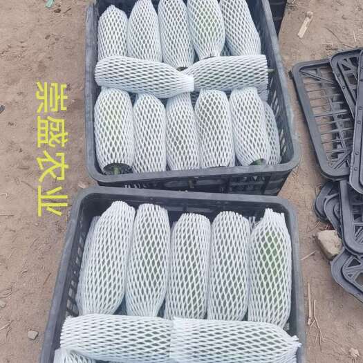 精品水瓜  丝瓜