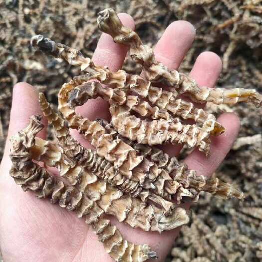 昆明地参 地参 大量批发 常年供应