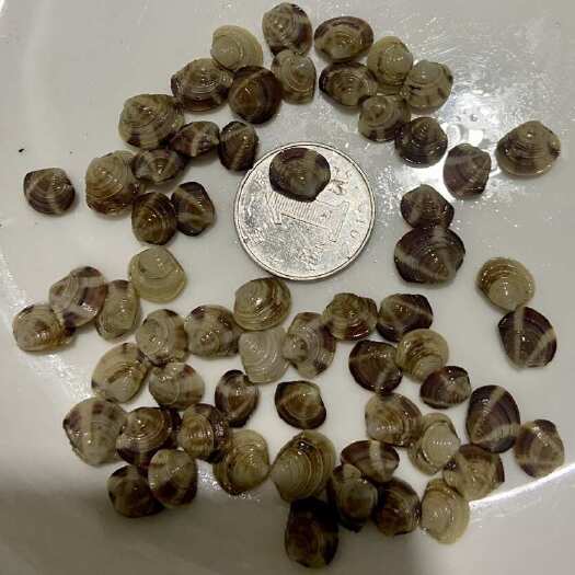 日照蛤蜊美贝苗2000粒-3000粒规格