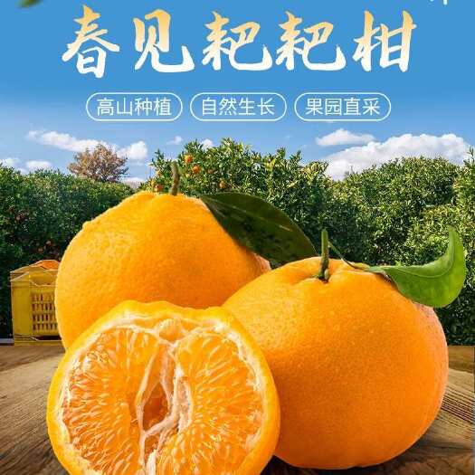 柑桔