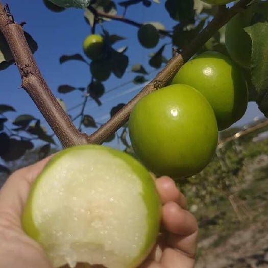 博罗县广东惠州博罗罗浮山 苹果枣 青枣