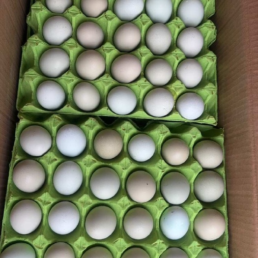 浠水县绿壳鸡蛋，产地直销，品质保证，货源新鲜，日产出200件批发来