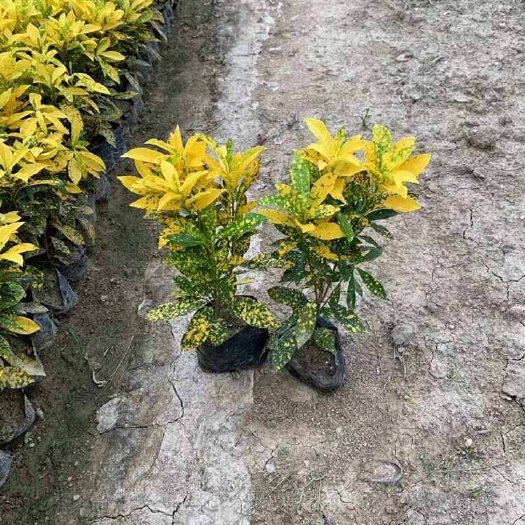 普宁市广东普宁洒金变叶木优质苗木供应 灌木花草园林美化苗木