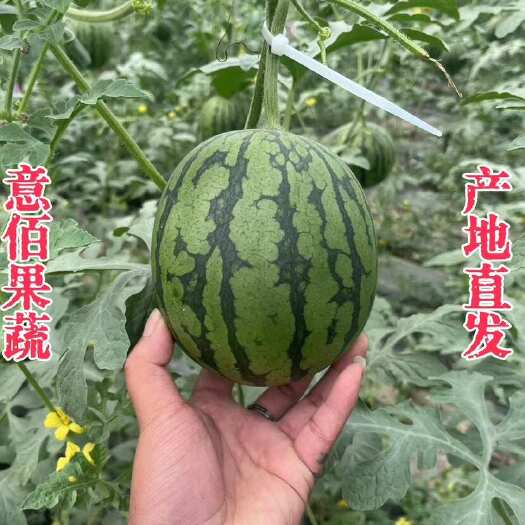 莘县2k小糖丸吊秧西瓜薄皮一手货源精品供应商超实力档口批发代发