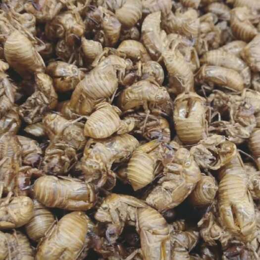 亳州中药材蝉蜕 水洗两遍 干净无杂