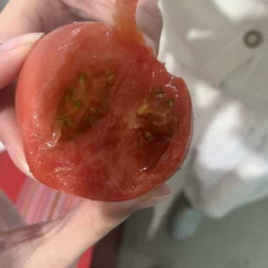 天津天津宁河新鲜铁皮西红柿现摘现发