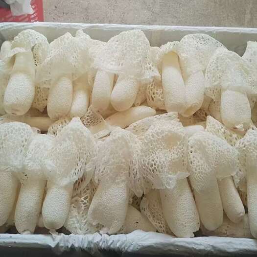 景洪市红托竹荪