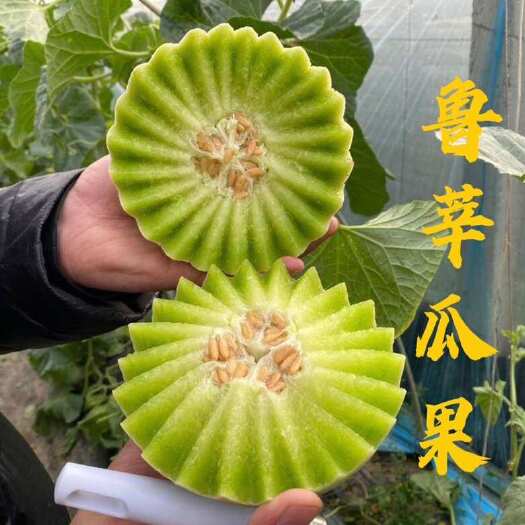 莘县优选玉菇 冰淇凌玉菇甜瓜 三斤以上 皮毛好 欢迎电商商超