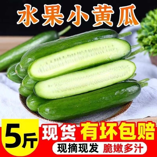 寿光市山东寿光水果黄瓜