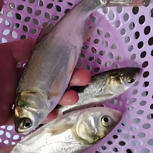 镇江白鲢苗