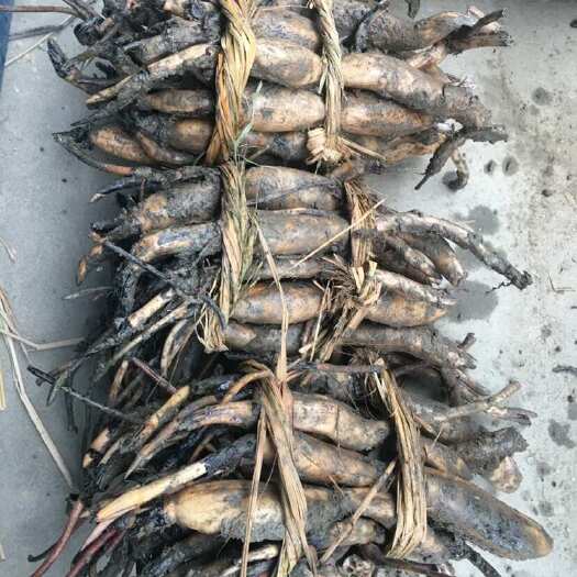 杭州荷花 红花荷花 西湖红莲  确保红花对版