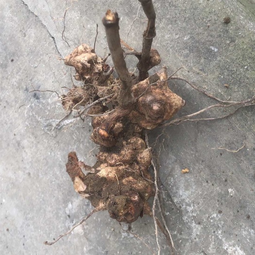 重庆市重庆渝北供应中药材菝葜根茎整车发货批发