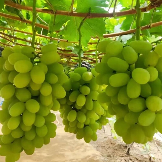 泰安绍兴1-九号葡萄苗：早熟新品种绍兴一号葡萄苗，绍兴七号葡萄苗