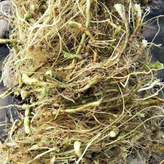 龙山县扁竹根地被植物 湖南湘西龙山优质供应 批发零售