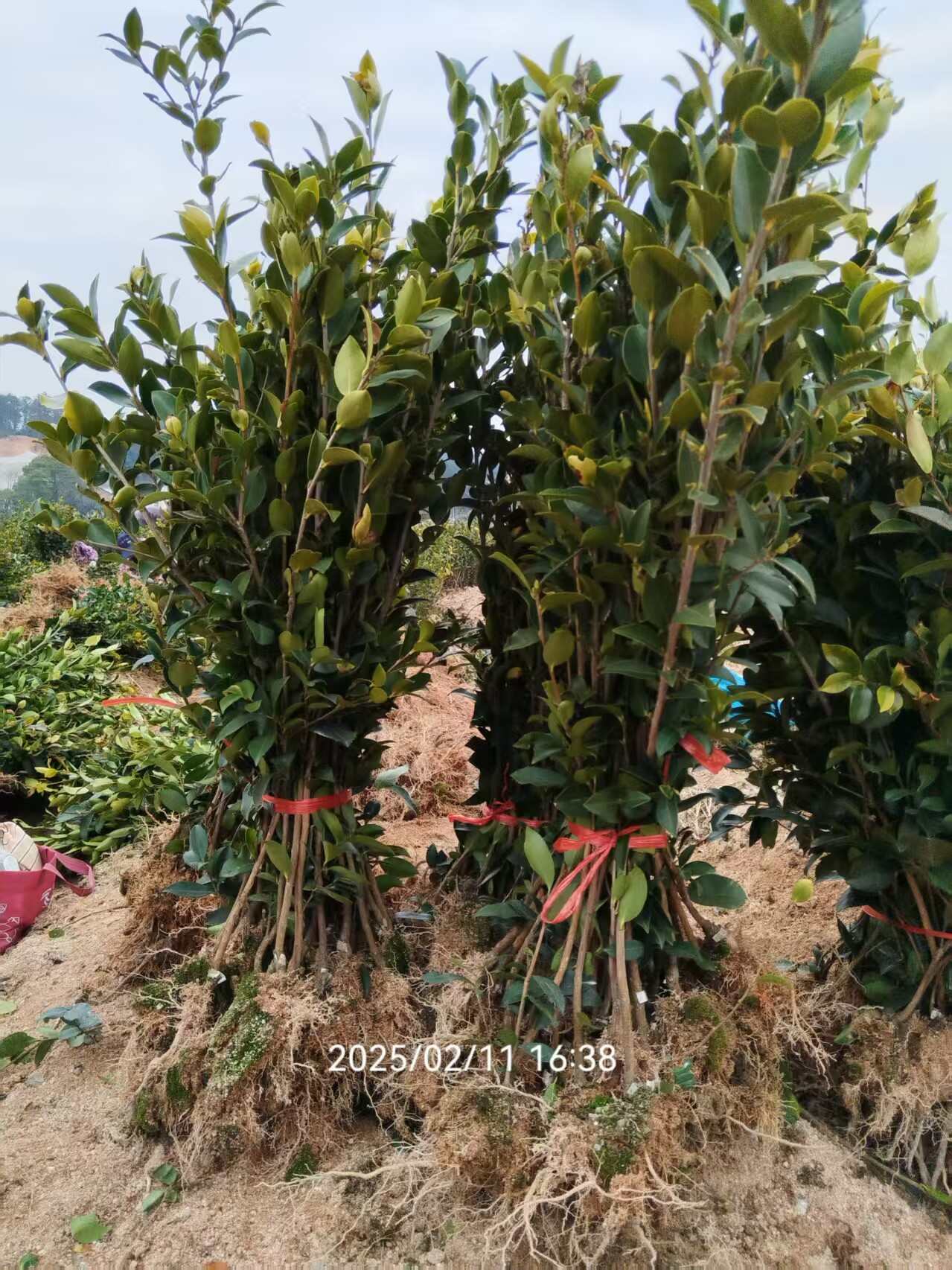油茶树苗  湘林长林系列嫁接油茶苗坏苗包赔，量大可开三证一签