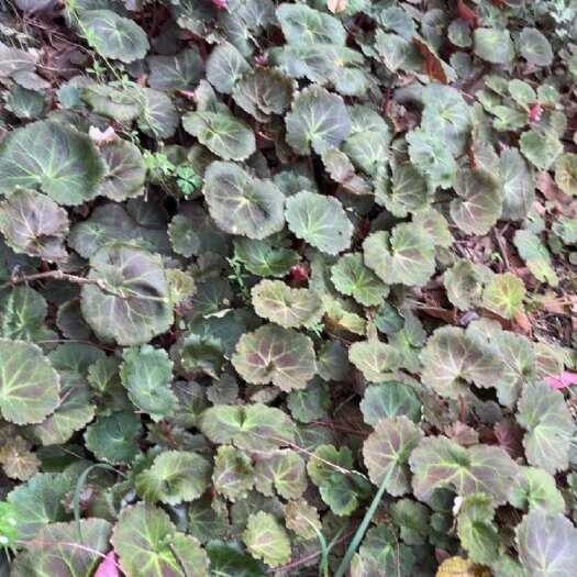 重庆市虎耳草