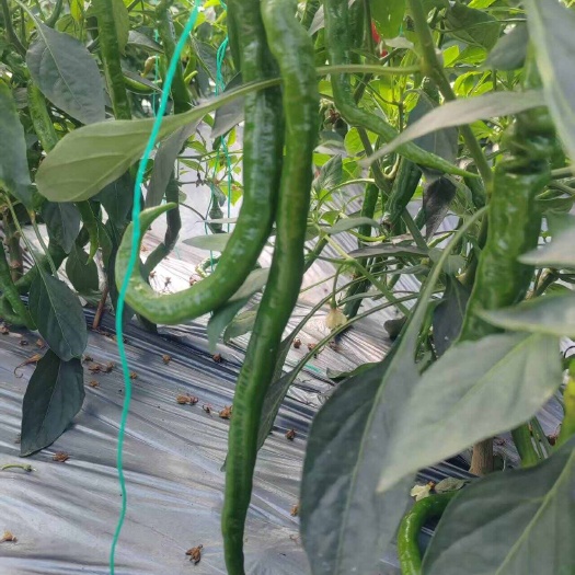 宁都县赣南薄皮椒新鲜现摘个大饱满色泽鲜艳自然香辣口感好产地直发
