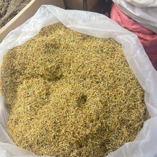 昆明金银花 云南金银花 大量批发