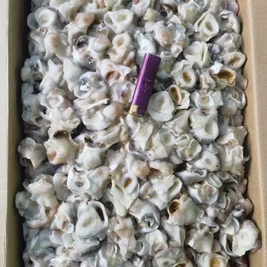 深圳鱿鱼脖子