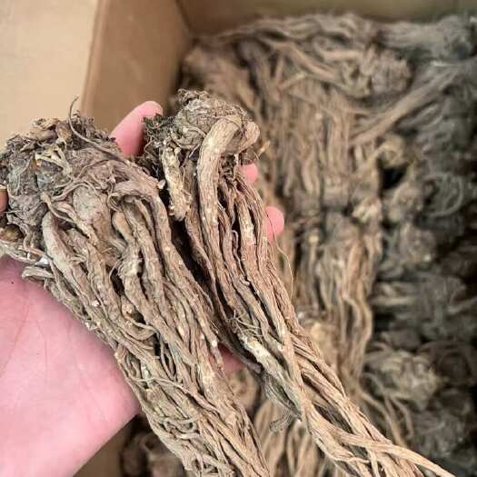 昆明当归 全枝当归 云南全枝当归大量现货