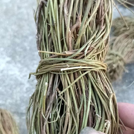 广州鸡骨草无叶新鲜干货小捆广西深山鸡骨草干藤中药材大量现货中草药