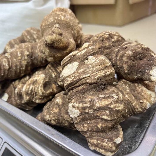 昆明重楼  云南滇重楼 精选大个滇重楼