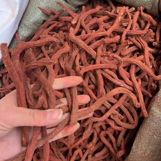 昆明丹参条