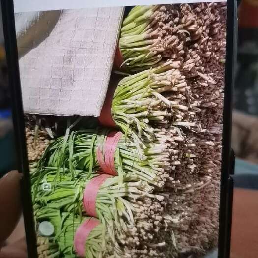 大棚韭菜批发