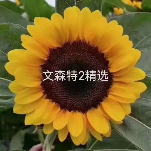 向日葵种子文森特精选