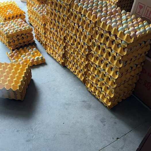 潜江市湖北潜江新鲜种蛋批发 优质货源直供