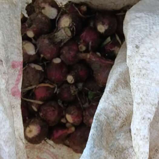 弥渡县云南大蒜，地里现收新鲜大蒜，通货，现在只是和做，泡蒜