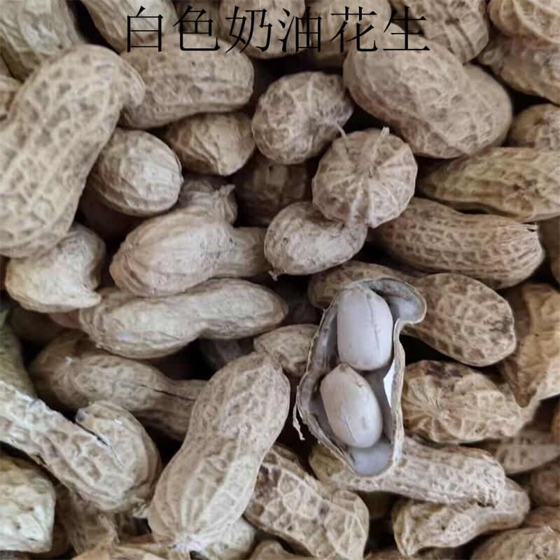 济南奶油花生种子 白色花生种子批发