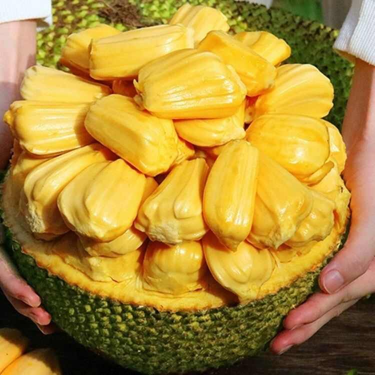 海南菠萝蜜现摘现发当天下单当天发货电商对接