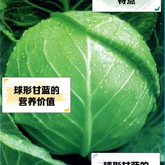 新鲜牛心甘蓝蔬菜 包菜来自江西抚州南丰 绿色健康农产品