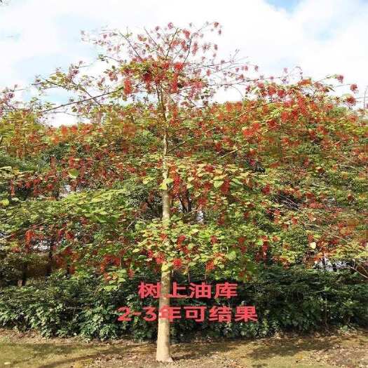 基地直供山桐子苗