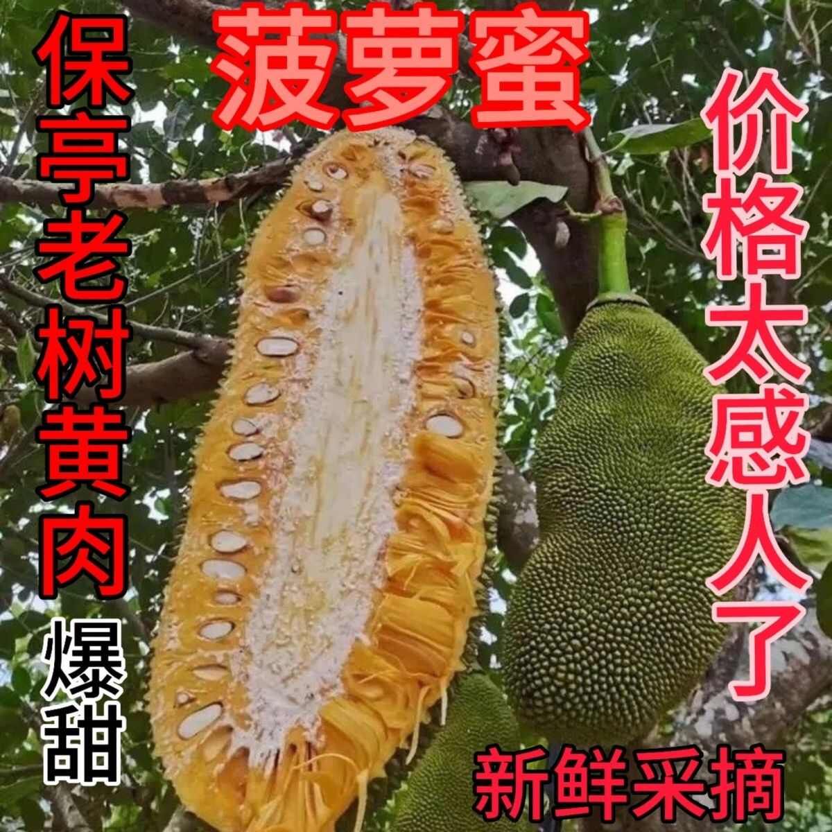 海南菠萝蜜现摘现发当天下单当天发货电商对接