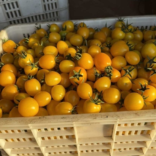 东海县七彩小番茄夏日阳光 409花生果等长期供应