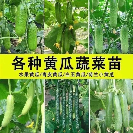 涟水县带刺大黄瓜苗秧带土水果黄瓜苗黄瓜秧苗四季盆栽阳台批发