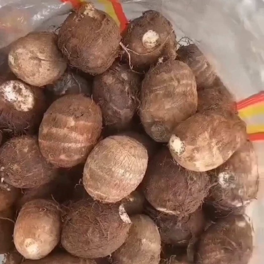 芋头种 毛芋头 全国发货 规格齐全 全年有货大量供应