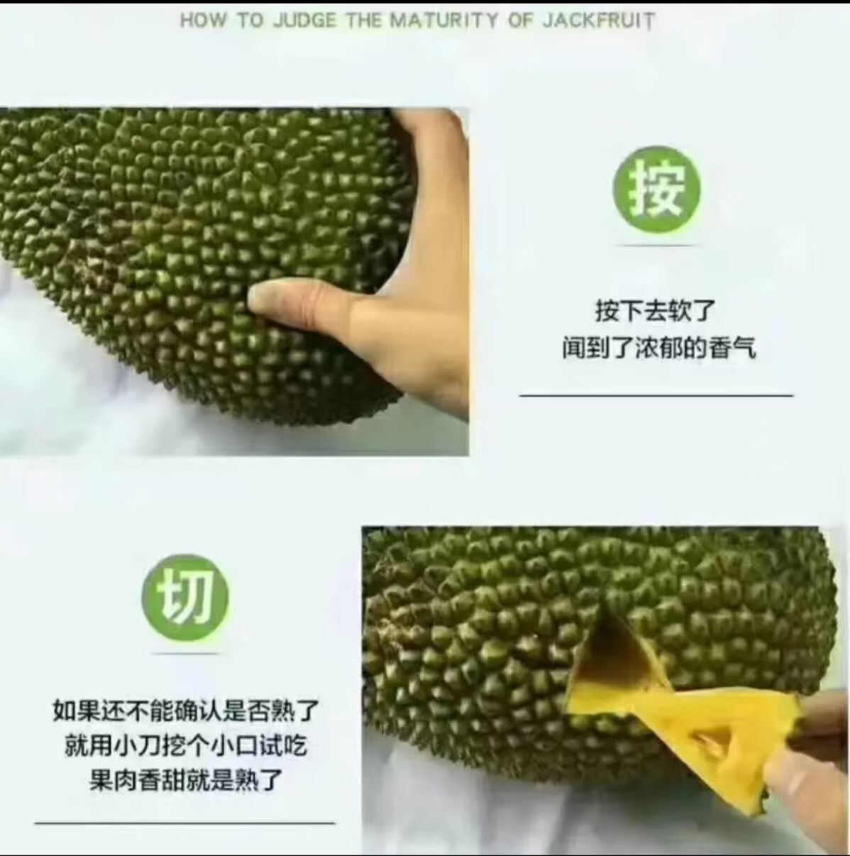 海南菠萝蜜现摘现发当天下单当天发货电商对接