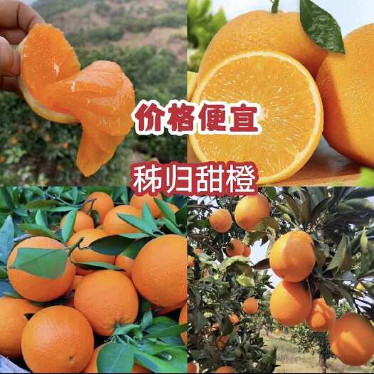 湖北脐橙口感纯甜，果面干净，个大皮薄，现採现发，一手货源