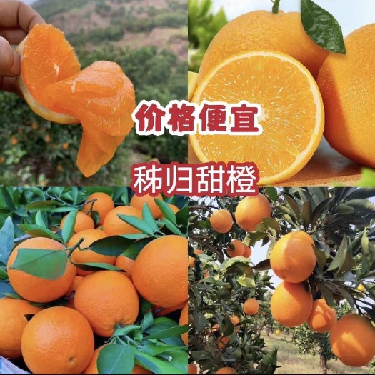 湖北脐橙口感纯甜,果面干净,个大皮薄,现採现发,一手货源