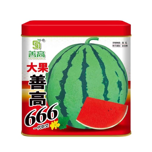 大果善高666一代杂交西瓜种子中早熟圆形瓜大红瓤甜脆抗病肉质