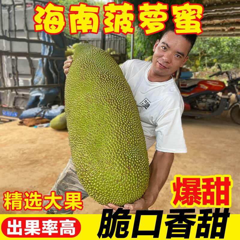 海南菠萝蜜现摘现发当天下单当天发货电商对接