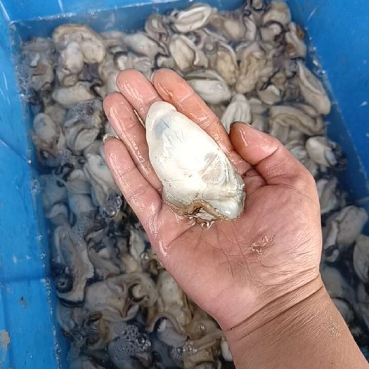 大白蚝，生蚝，牡蛎