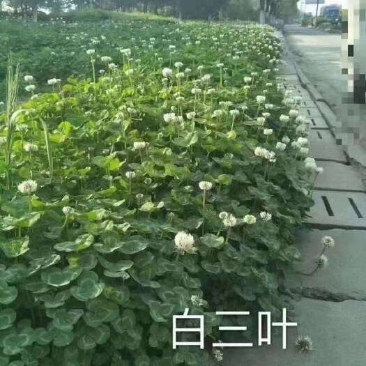 嘉祥县白三叶草种子  绿化草种子，绿化护坡，果园绿肥易发芽多年生