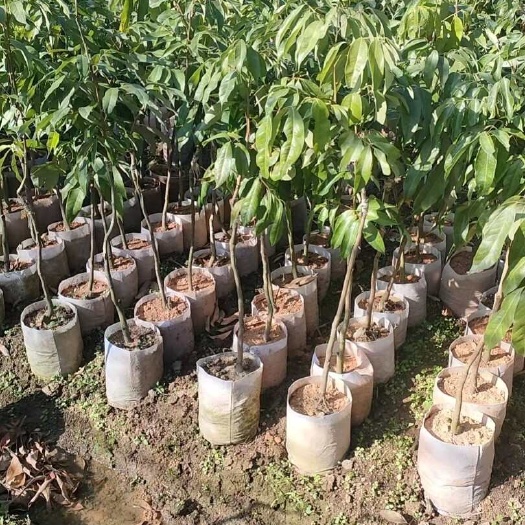 灵山县荔枝苗